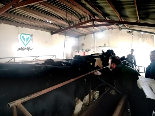 گزارش تصویری از عملیات تست سل و بروسلوز در گاوداری های شهرستان ایجرود